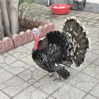 بوقلمون برنز