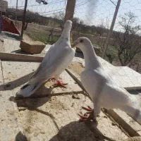 کفتر|پرنده|تربتحیدریه, منظر|دیوار