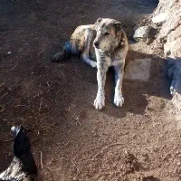 سگ ماده رخ افغان بشرط گله وگرگ