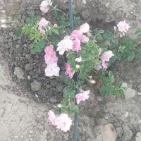 زمین-باغی