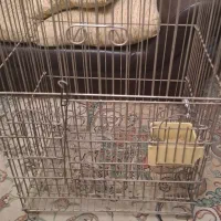 قفس پرنده طوطی یا مرغ مینا+درختچه