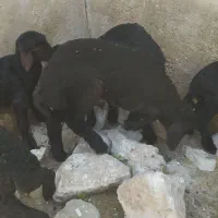 بره شیری
