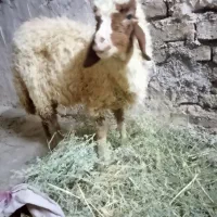 بره وبزقاله