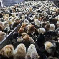 فروش جوجه عمده و جزئی انواع نژاد