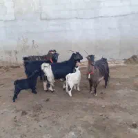 بز،چپش،زایده،میش بره