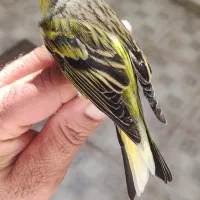 چونه سفید خطی نر دو ساله