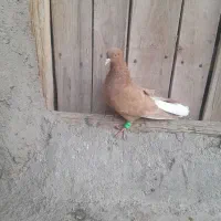 فروش نر۴تا دم سفیدو ساده سرخ وسرخ کرمونی|پرنده|زاوه, |دیوار