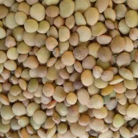 عدس ماش نخودمخلی|خوردنی و آشامیدنی|اردل, |دیوار