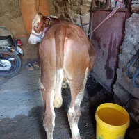 گوساله ماده سیمنتال