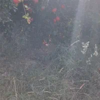 انار|خوردنی و آشامیدنی|شیراز, احمدی جنوبی|دیوار