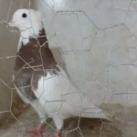 کبوتر طوقی،،سرور|پرنده|شهریار, شهرک بهاران (ویره)|دیوار