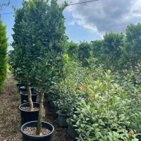 کاشت درخت و طراحی باغ و باغشهر