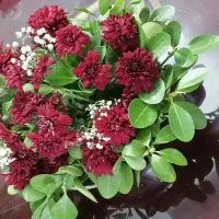 گل. برگ انجیری. برگ شمشاد