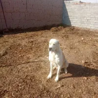 سگ الابایی|سگ|رادکان, |دیوار