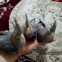 عروس هلندی ماده