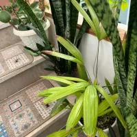 انواع گل های آپارتمانی|گل و گیاه طبیعی|رحیم‌آباد, |دیوار