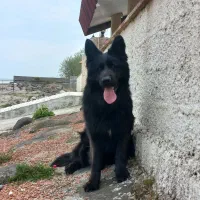 ژرمن بلک نر|سگ|نشتارود, |دیوار