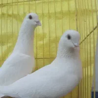 کبوتر یاهو سفید|پرنده|اصفهان, جویباره|دیوار