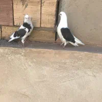 جوجه کبوتر پرشی فروشی