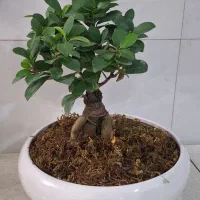 حراج انواع گل