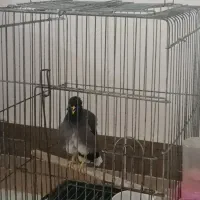 مرغ مینا سخنگو و باهوش