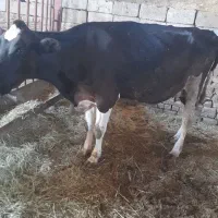 گاو ابست