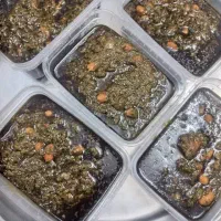 قرمه های مجلسی من