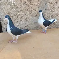 یه جفت خوش رنگ یکیش چپ هست  یکیش هم شهری