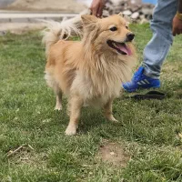 سگ پامرین روباهی