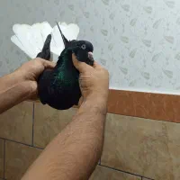 کبوتر دم سفید