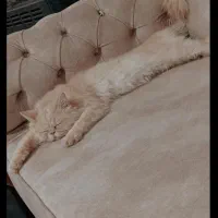 گربه پرشین سوپر فلت