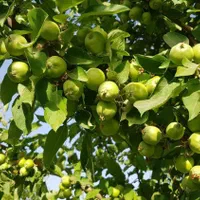 باغ سرسبز در مجموعه باغ تاج محل زیر قیمت کارشناسی|فروش خانه و ویلا|شیراز, ملاصدرا|دیوار
