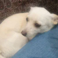 سگ اصحاب کهف