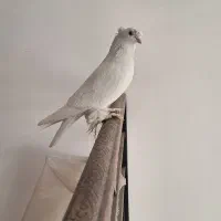 کبوتر راعبی دو کاکل نر