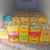 استخدام کارگر ساده خیارشور