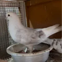 کبوتر پشت هوما|پرنده|قزوین, |دیوار