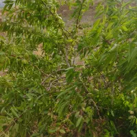 باغ-با-سند-تک-برگ-در-زمانخان
