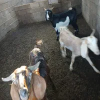 سه راس گوسفند