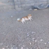 سگ پاکوتاه|سگ|قاسمآباد (خواف), |دیوار