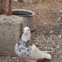 کفتر طوقی|پرنده|نی‌ریز, |دیوار