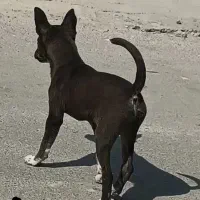 سک پا کوتا|سگ|زابل, |دیوار