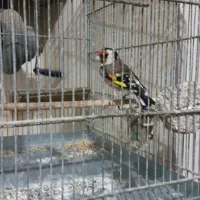 با سلام سهره نر کوتا بلند خون|پرنده|کهریزک, |دیوار