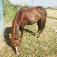 اسب نریان ۵ساله