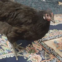 مرغ سیاه عربی