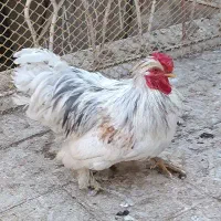 خروس جوان پر پا|حیوانات مزرعه|مشهد, ایثار|دیوار