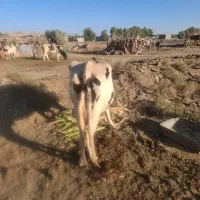 گاو ماده|حیوانات مزرعه|ریگ ملک, |دیوار