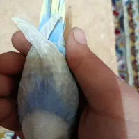 مرغ عشق  خاص|پرنده|شیراز, شهرک جماران|دیوار