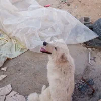 واگذاری سگ سیمنوند سفید هاسکی