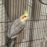 عروس هلندی نر سخنگو آهویی|پرنده|قم, شهرک مهدیه|دیوار