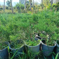 فروش گل باغچه لاوسون زرشک یاس|گل و گیاه طبیعی|خرم‌آباد (تنکابن), |دیوار